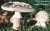 GRAUER WULSTLING (AMANITA SPISSA) Bild 1
